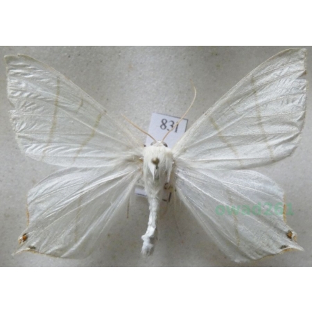 Ourapteryx sambucaria (Linnaeus, 1758) male Bodzieniec bzowiak Czech83l